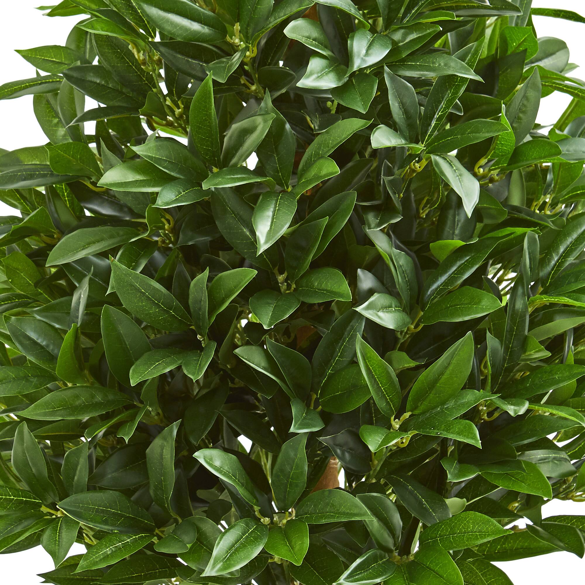 3ft. Potted Bay Leaf Cone Topiary Tree